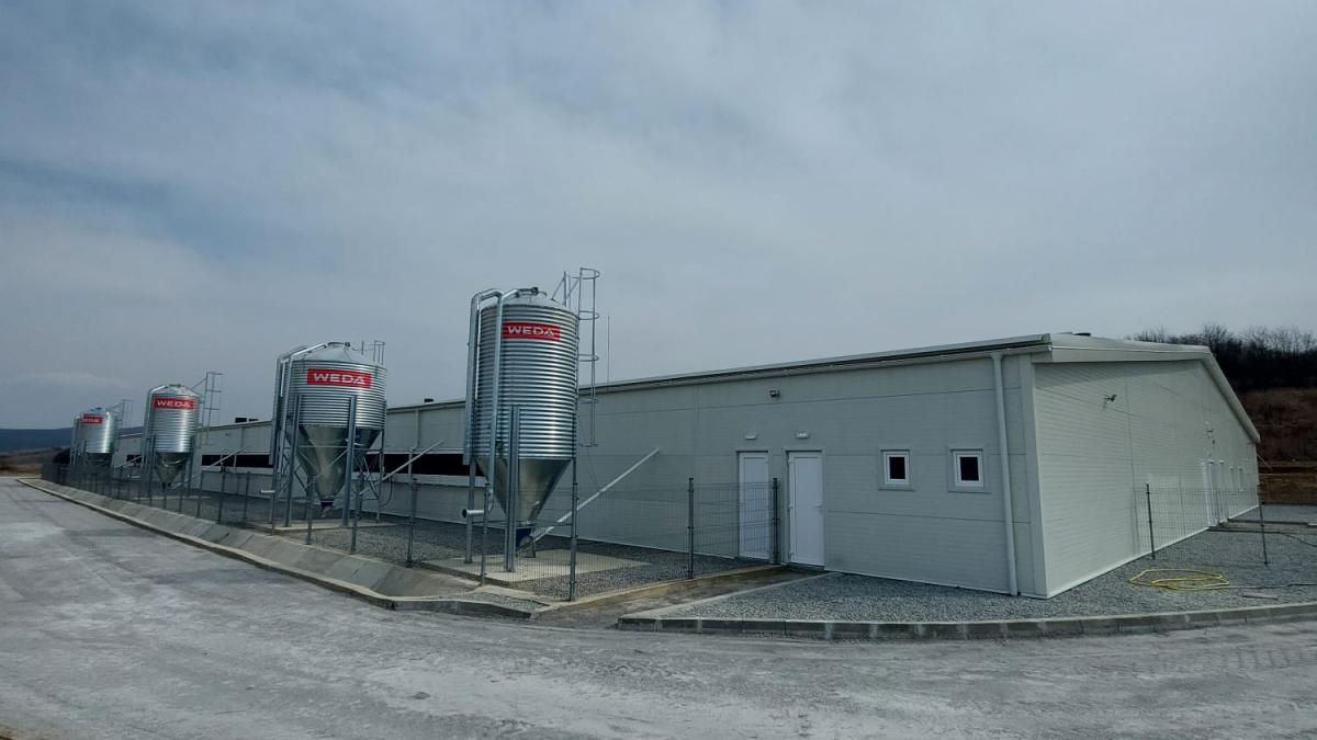 Little Pig I.-II.-III.