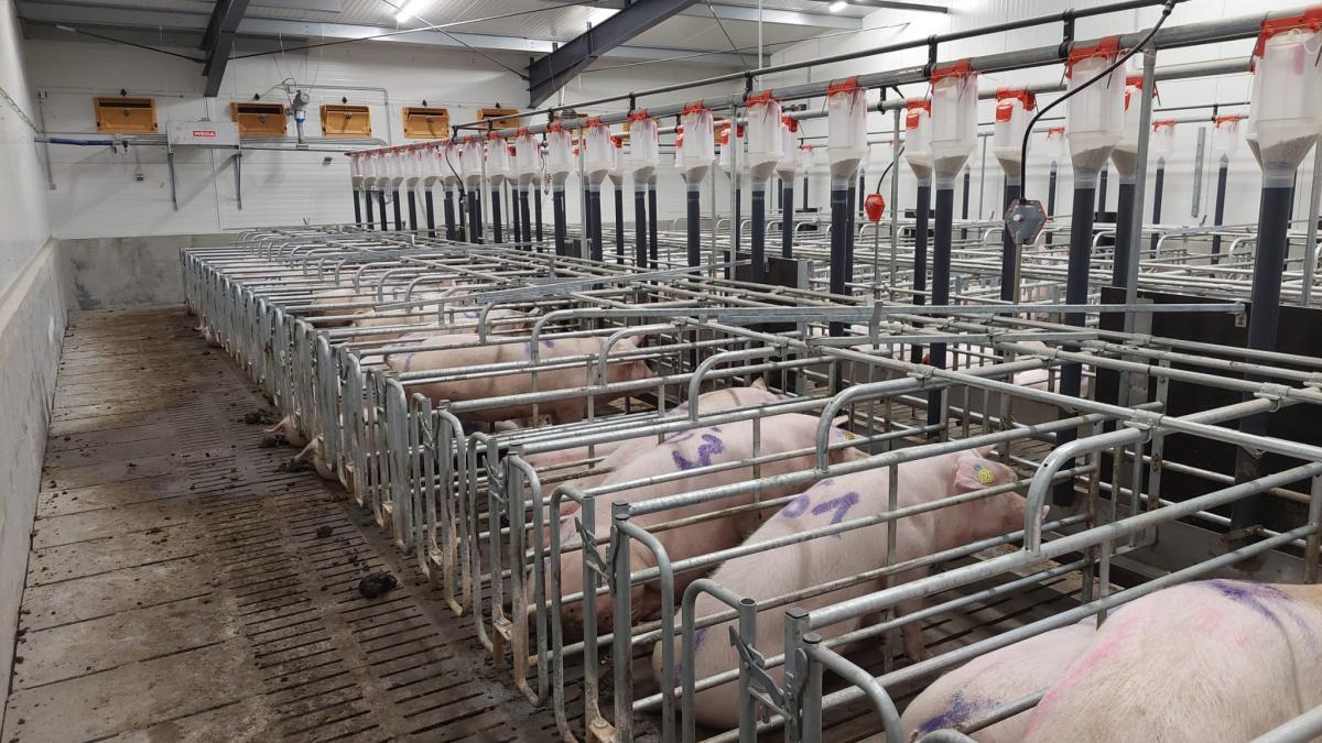 Little Pig I.-II.-III.