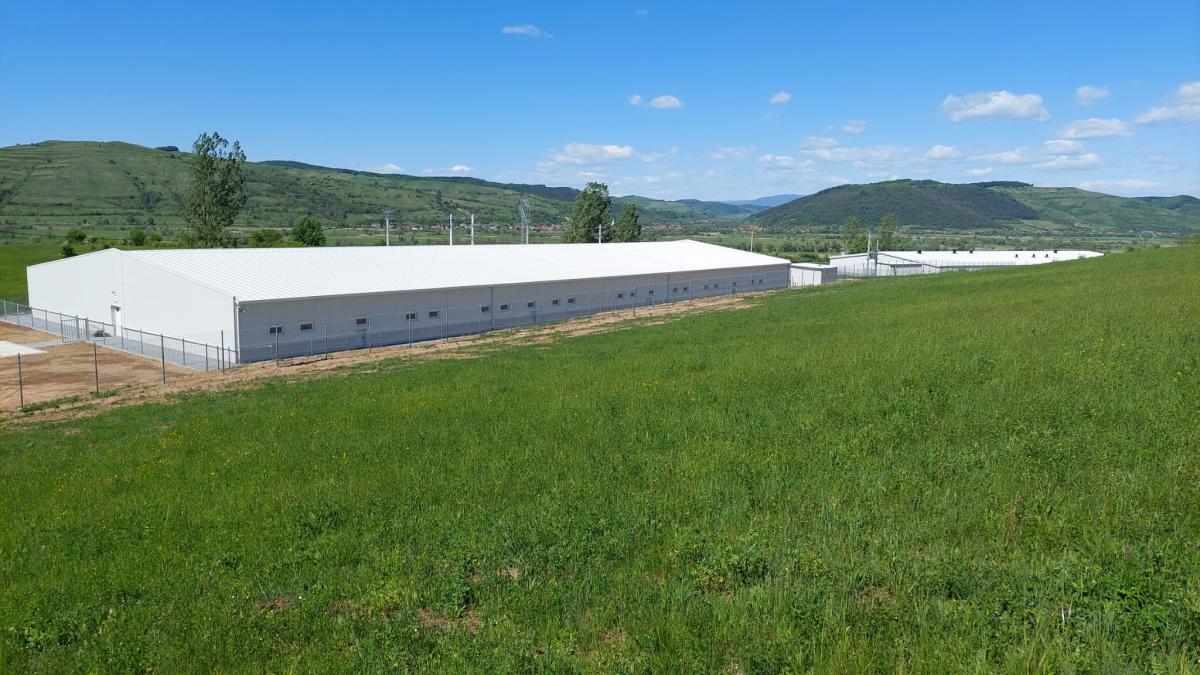 Little Pig I.-II.-III.